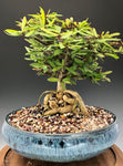Euphorbia pedilanthioides 4" Rare Madagascar Dwarf Caudex Plant
