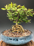 Euphorbia pedilanthioides 4" Rare Madagascar Dwarf Caudex Plant