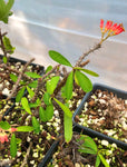 Euphorbia pedilanthioides  Rare Madagascar Dwarf Caudex Plant