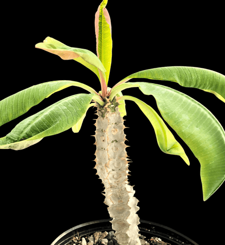 Euphorbia perrieri 4”  Seed grown Madagascar Euphorbia