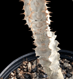 Euphorbia perrieri 4”  Seed grown Madagascar Euphorbia