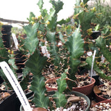 Euphorbia persistens  Medusa Type - Caudex Euphorbia