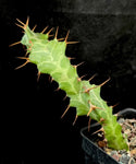 Euphorbia persistens Medusa Type - Caudex Euphorbia