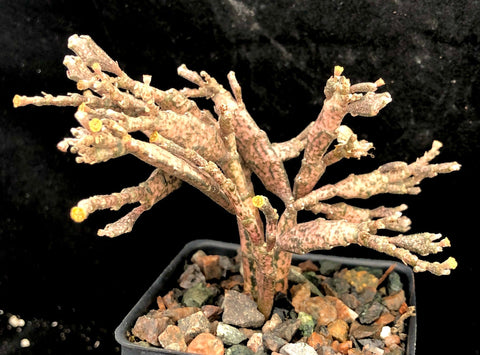 Euphorbia platyclada 5"