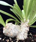 Euphorbia poissonii Seedlings 4 inch  Rare Spineless Form