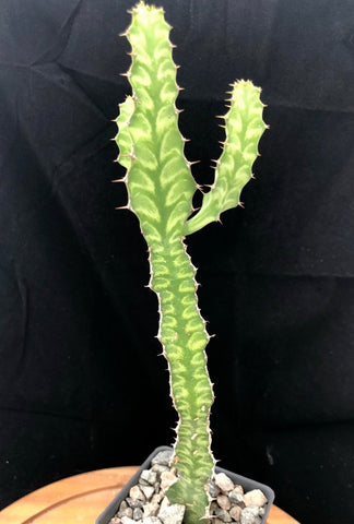 Euphorbia pseudocactus hybrid 4 inch pots