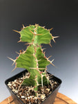 Euphorbia pseudocactus Zig Zag  Grandicornis x pseudocactus hybrid