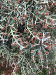 Euphorbia stenoclada ssp stenoclada 5” Rooted Cuttings