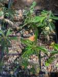 Euphorbia surprise hybrids 4 inch pots