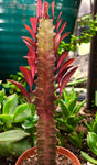 Euphorbia trigona f rubra 4"