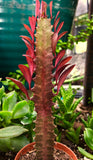 Euphorbia trigona f rubra 4"