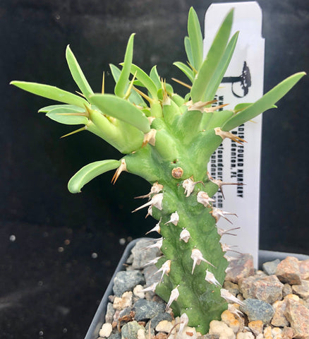 Euphorbia venefica x groenewaldii 3"