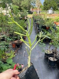 Euphorbia x lambonii 4”