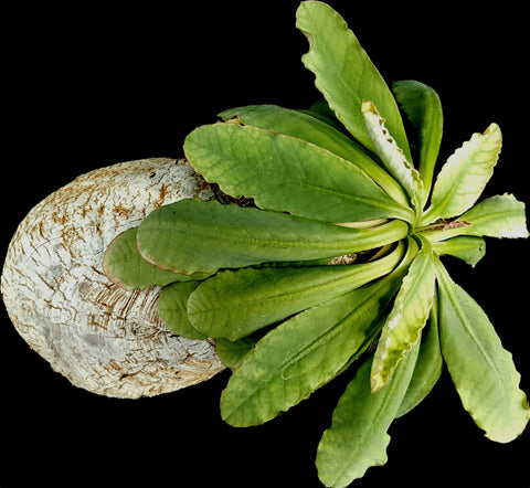 Euphorbia primulifolia (syn Euphorbia subapoda)