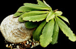 Euphorbia primulifolia (syn Euphorbia subapoda)