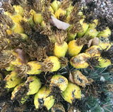 Ferocactus emoryi 4" pots Emory's Barrel Cactus Southwest Native Fruits and Flowers