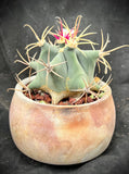 Ferocactus emoryi 4" pots Emory's Barrel Cactus Southwest Native - Paradise Found Nursery