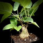 Ficus brandegeei Caudex Forming Ficus For Bonsai