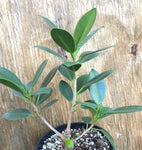 Ficus Green Island 6"/1 gallon Easy Bonsai Fig Tree
