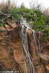 Ficus ilicina 1  Rare Rock Strangling Fig Fast Grower