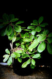 Ficus ilicina 1 Gallon Rare Rock Strangling Fig Fast Grower