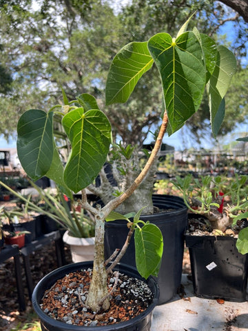 EP - Ficus palmeri Bonsai 2 gallon Exact Plant Specimen Seed Grown
