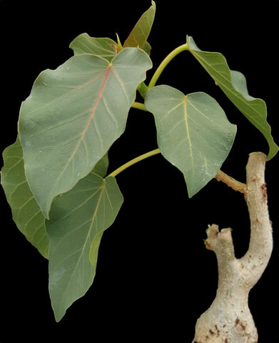Ficus petiolaris |Rock Fig Bonsai Tree | Caudex Ficus With Pink Veins