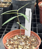 Fockea comaru 3" Seed Grown Rare Caudex Forming Milkweed