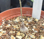 Fockea comaru Seed Grown Rare Caudex Forming Milkweed