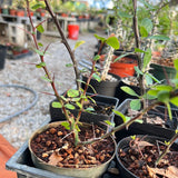 Fouquieria fasciculata