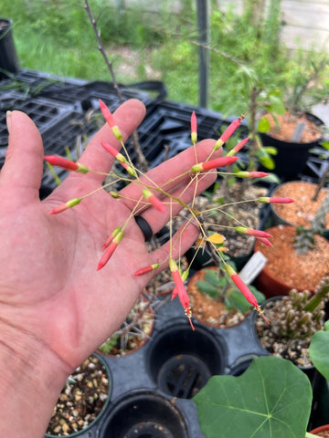 Fouquieria macdougalii 6"/1 gallon pot Ocotillo Caudex Bonsai Plant