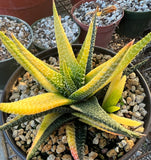 Gasteraloe Variegated 2" Ox Tongue Succulent Variegated Aloe