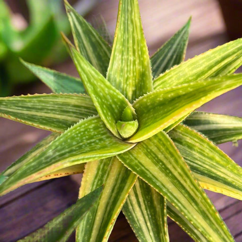 Gasteraloe 'Green Gold' Variegated  Aloe x Gasteria Hybrid Ox Tongue Succulent