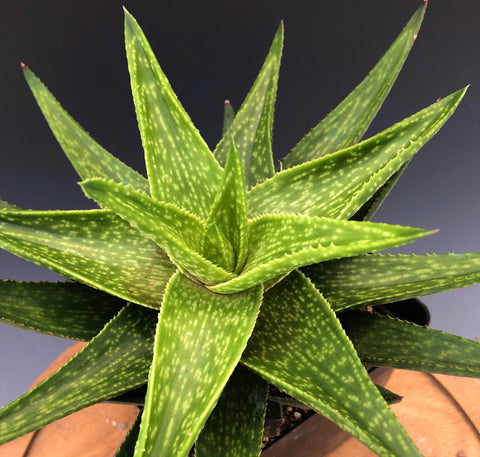 Gasteraloe Helen Haage 4" Aloe x Gasteria Hybrid Variegated Aloe