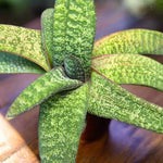 Gasteria batesiana Ox Tongue Succulent Offsets - Paradise Found Nursery