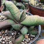 Gasteria batesiana Pongola 4” pots Ox Tongue Succulent