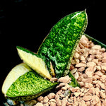 Gasteria batesiana Yellow variegated   Ox Tongue Succulent