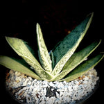 Gasteria brachyphylla  Rare Gasteria Ox Tongue Plant Ox Tongue Succulent