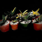 Gasteria brachyphylla x nitida  You Pick Specimen hybrids Variegated Ox Tongue Succulent