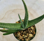 Gasteria carinata ssp verrucosa Dwarf Ox Tongue Succulent - Paradise Found Nursery