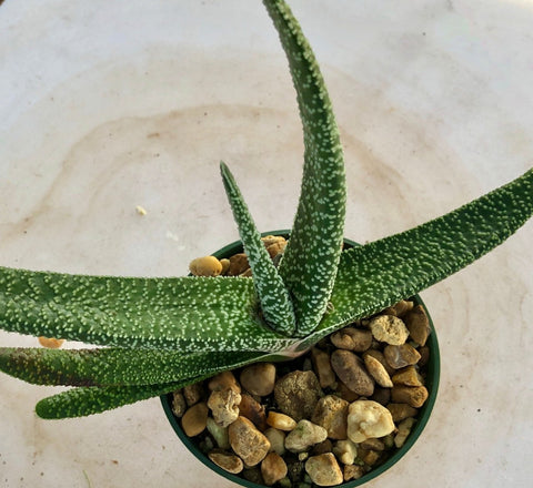 Gasteria carinata ssp verrucosa Dwarf Ox Tongue Succulent - Paradise Found Nursery