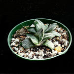 Gasteria carinata var alba  Variegated Rare Clone Ox Tongue Succulent