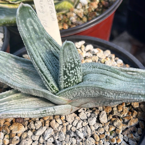 Gasteria cv Spring Ice Rare Ox Tongue Plant Hybrid - Paradise Found Nursery
