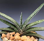 Gasteria doreeniae 4"
