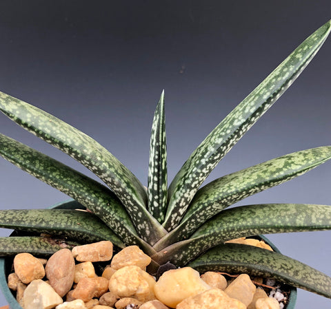 Gasteria doreeniae 4"