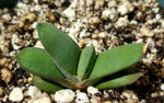Gasteria glomerata 4"
