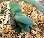 Gasteria glomerata 4"