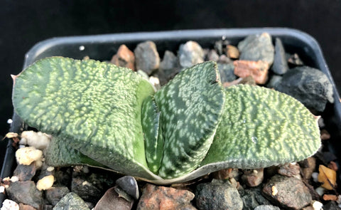 Gasteria glomerata hybrid