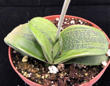 Gasteria Hybrid Rumpelstiltskin Rare Gasteria Armstrongii Hybrid | Ox Tongue Succulent