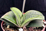 Gasteria Hybrid Rumplestilskin  pots Rare Armstrongii Hybrid Ox Tongue Succulent